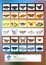Karnataka Butterflies: A Field Guide (Edition1) - Image 2